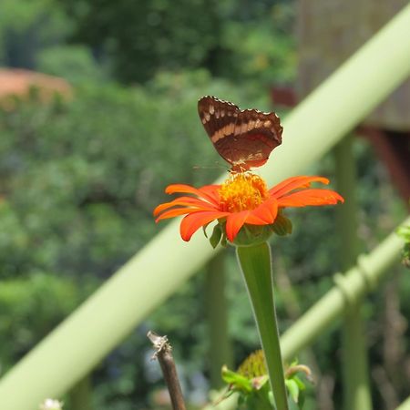 Rose House Manuel Antonio Daire Quepos Dış mekan fotoğraf